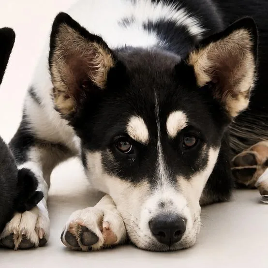A baby medium-sized female Black Mixed Breed dog named Betty for adoption in Wickenburg, AZ