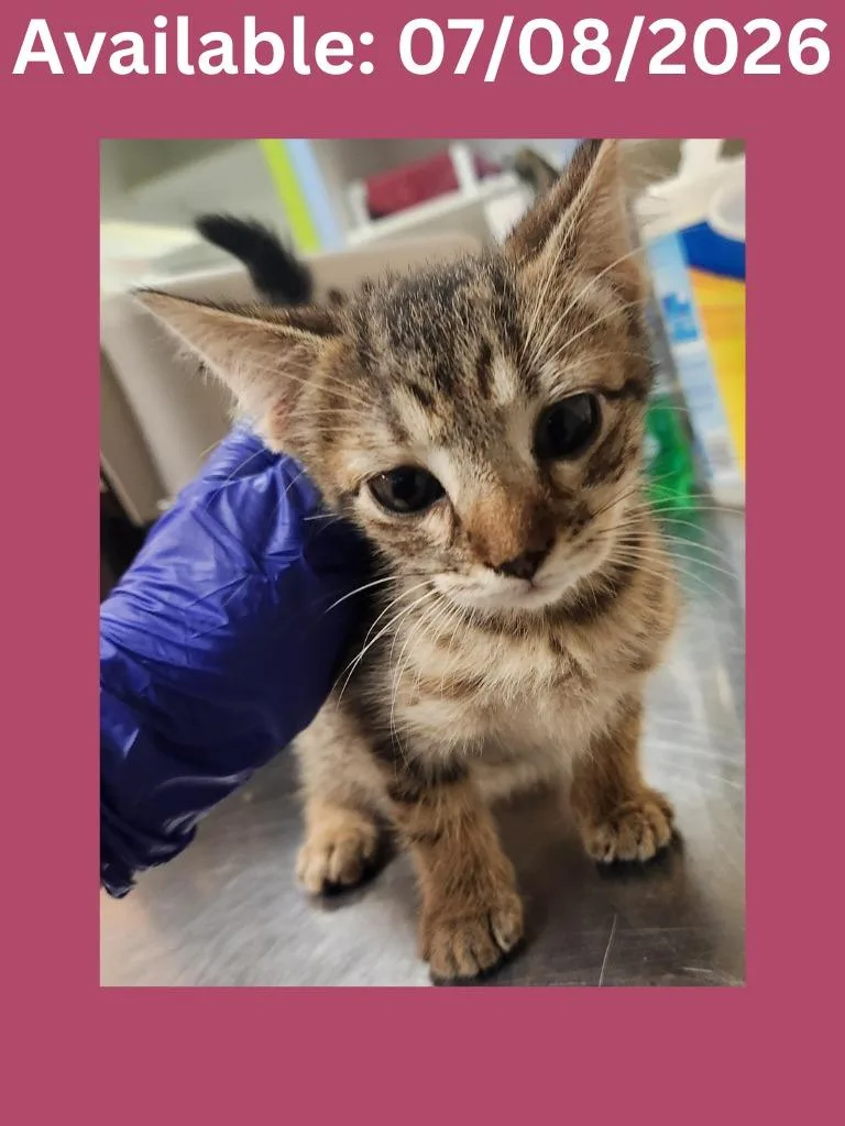 A baby medium-sized female Domestic Short Hair cat named Cat Condo for adoption in Greenville, TX