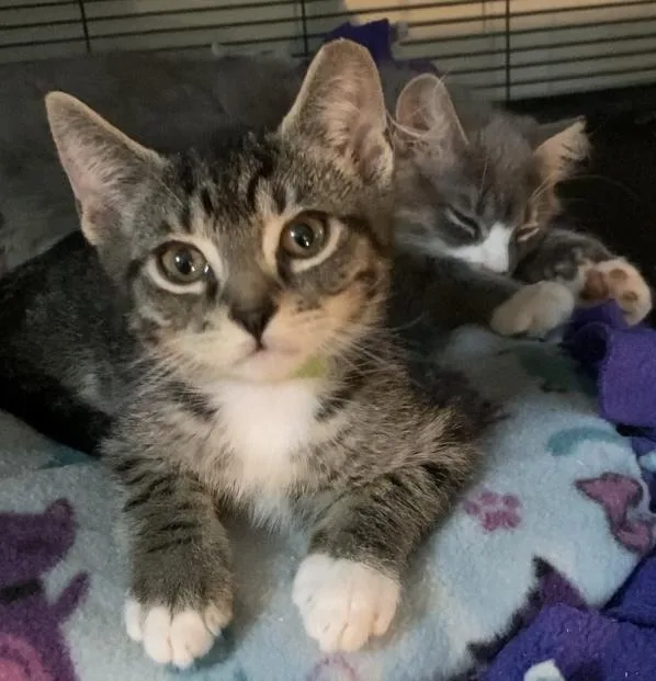 A baby small-sized male Brown / Chocolate Domestic Short Hair cat named Whiskey for adoption in Mooresville, NC