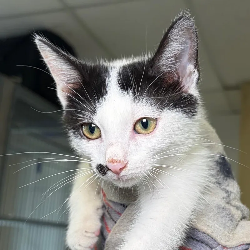 A baby small-sized female White Domestic Medium Hair cat named Kelp for adoption in Santa Barbara, CA