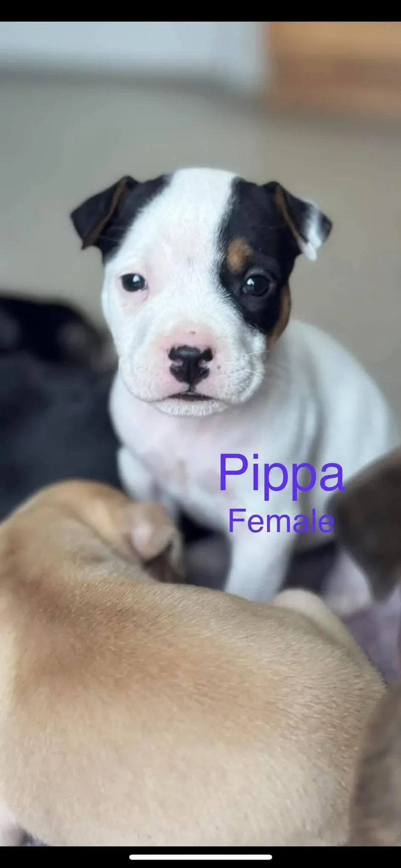 A baby medium-sized female Mixed Breed dog named Pippa for adoption in Harrodsburg, KY