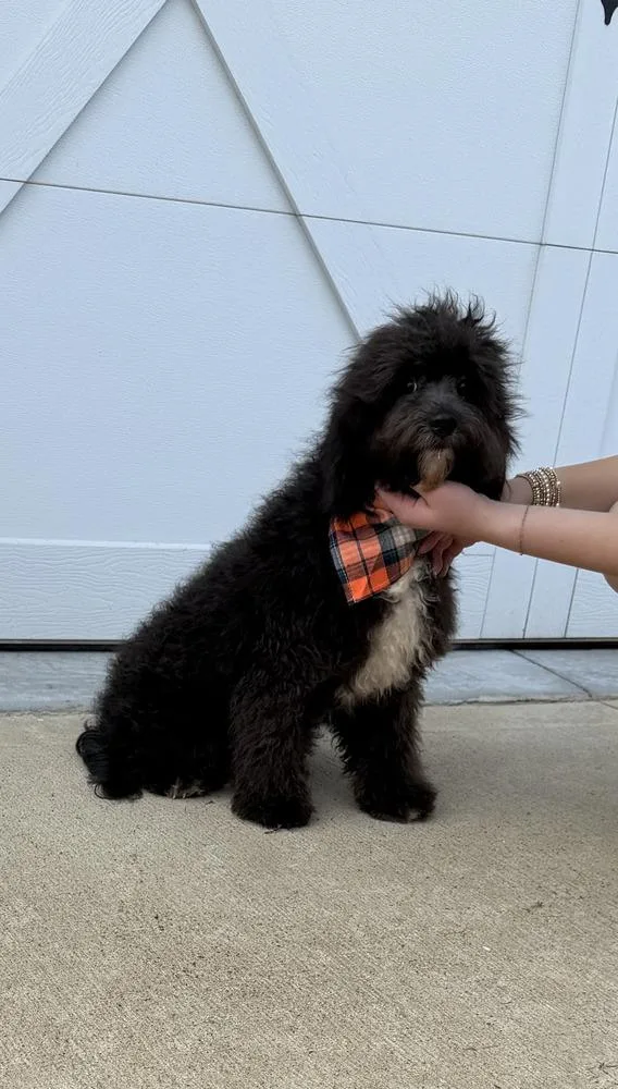 A baby small-sized male Black Cavalier King Charles Spaniel dog named Oreo Cavapoo for adoption in Gillsville, GA