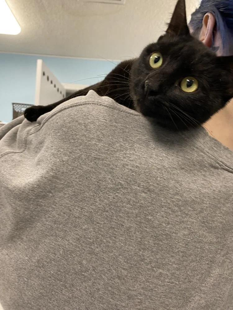An adult large-sized female Black & White / Tuxedo Domestic Short Hair cat named Poinsettia for adoption in Fort Walton Beach, FL