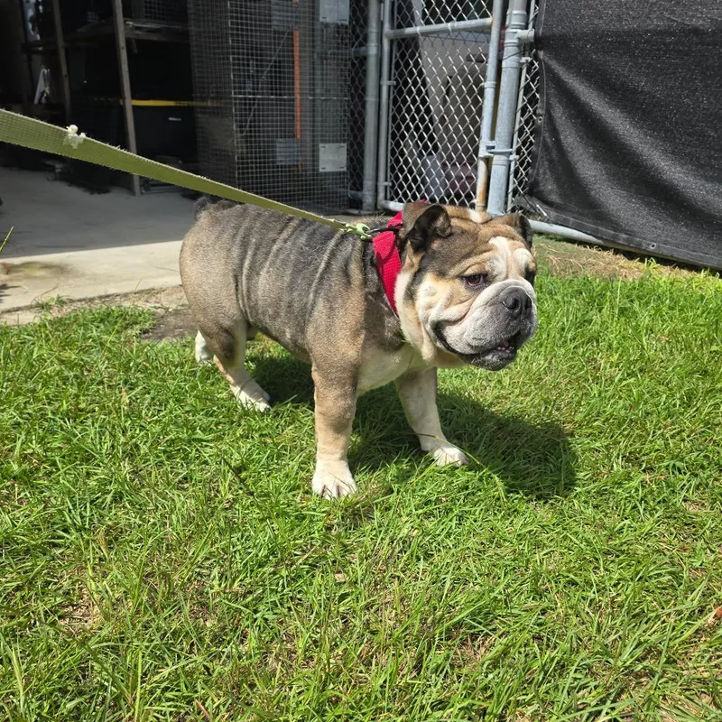 An adult medium-sized male Brown / Chocolate English Bulldog dog named Frank The Tank for adoption in Hinesville, GA