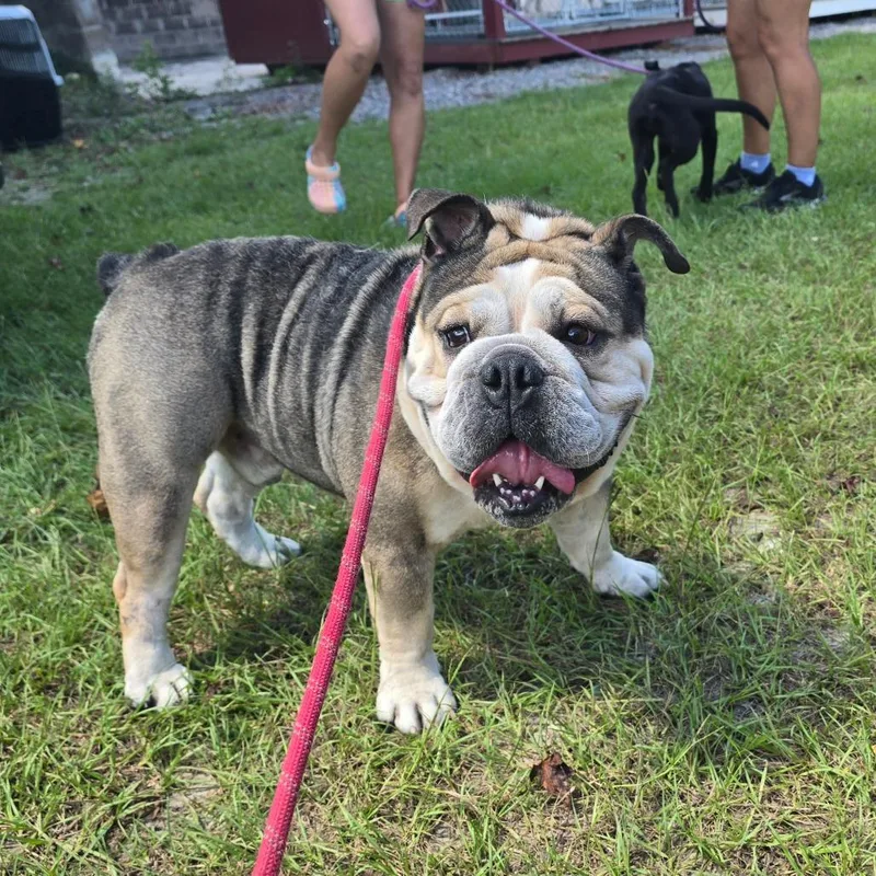 Frank The Tank thumbnail 3