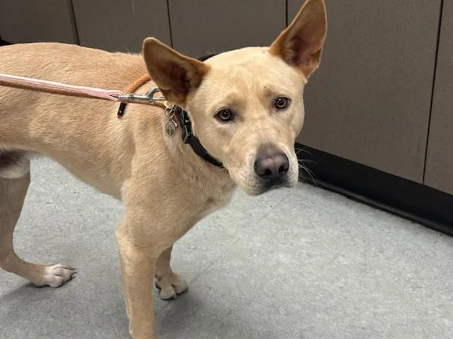 A young large-sized male German Shepherd Dog dog named Peaches for adoption in Van Nuys, CA