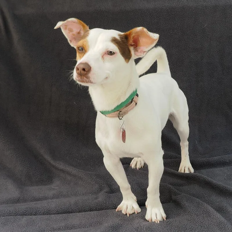 An adult small-sized male White / Cream Jack Russell Terrier dog named Zito for adoption in Point Richmond, CA