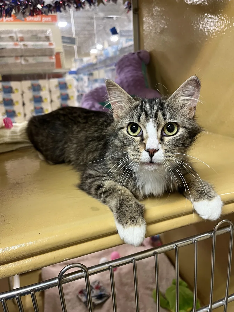 A young small-sized female Tabby (Gray / Blue / Silver) Domestic Long Hair cat named Jill for adoption in Charlotte, NC
