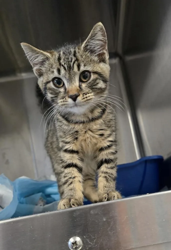A baby small-sized male Tabby (Brown / Chocolate) Domestic Medium Hair cat named Lucky Seven for adoption in Evansville, IN