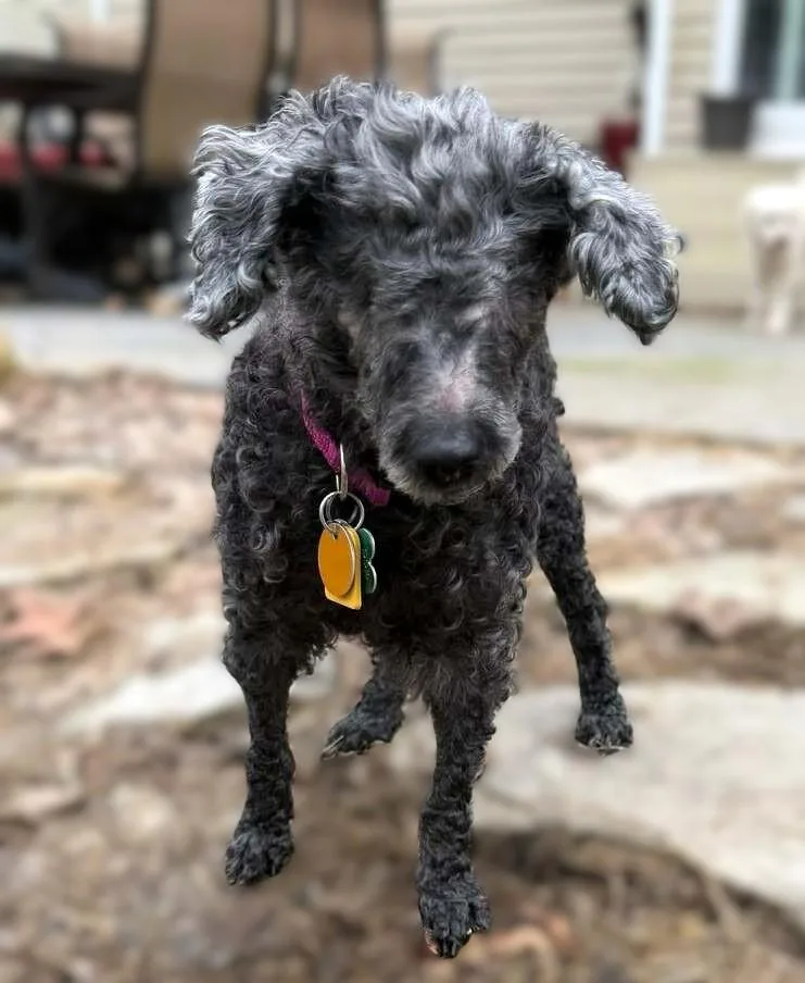 A senior medium-sized female Gray / Blue / Silver Mixed Breed dog named Eleanor for adoption in New Albany, OH