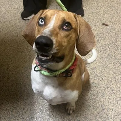 An adult large-sized male Beagle dog named Cooper for adoption in Merriam, KS