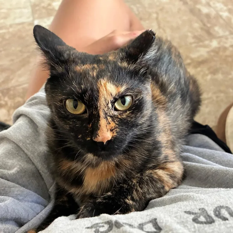 A young medium-sized female Black Domestic Short Hair cat named Delilah for adoption in Folsom, LA