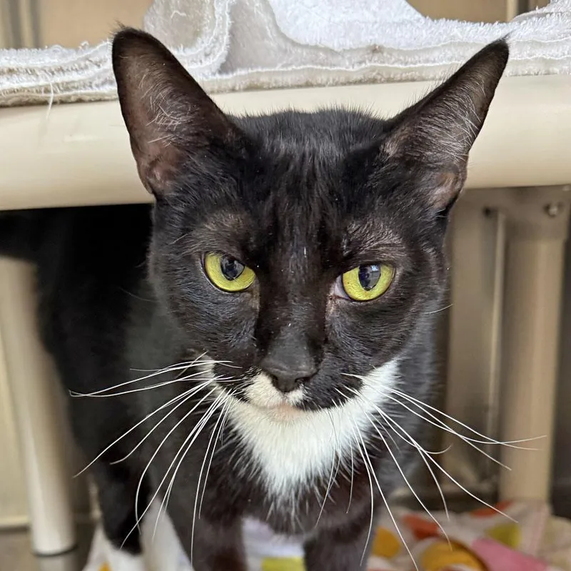 An adult large-sized female Black & White / Tuxedo Domestic Short Hair cat named Penelope for adoption in East Falmouth, MA
