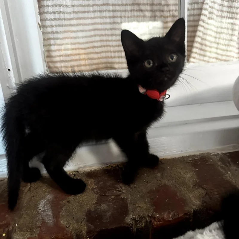 A baby small-sized female Black Domestic Short Hair cat named Raven for adoption in Centerville, TN