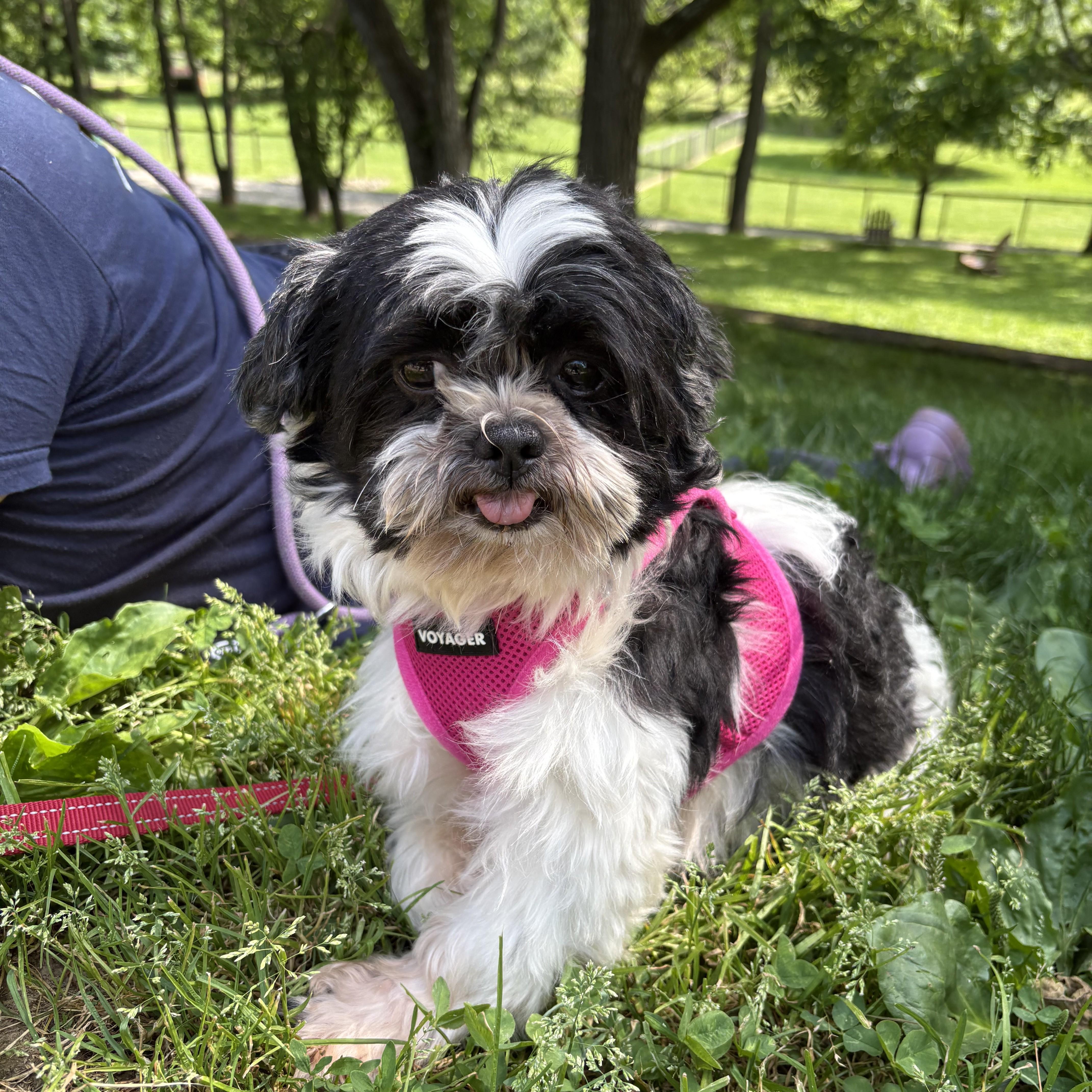 An adult small-sized male Black Shih Tzu dog named Gus for adoption in Phoenixville, PA