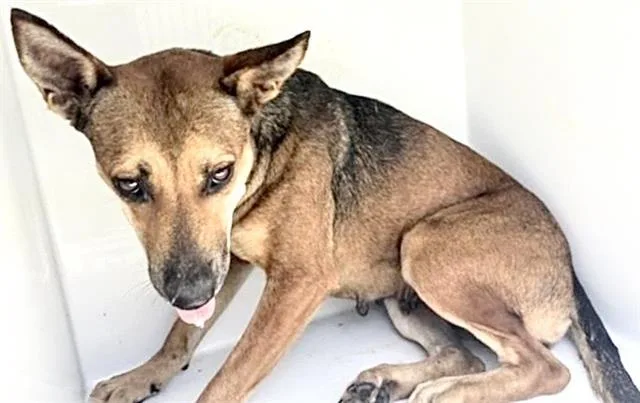 A young large-sized female Labrador Retriever dog named A for adoption in Houston, TX