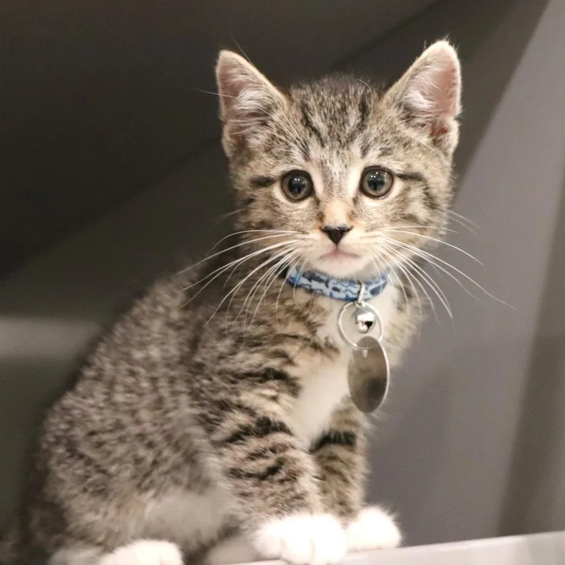 A baby small-sized male Domestic Short Hair cat named Kyurem for adoption in Port Washington, NY