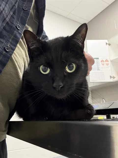 An adult small-sized male Domestic Short Hair cat named Zane for adoption in Indianapolis, IN