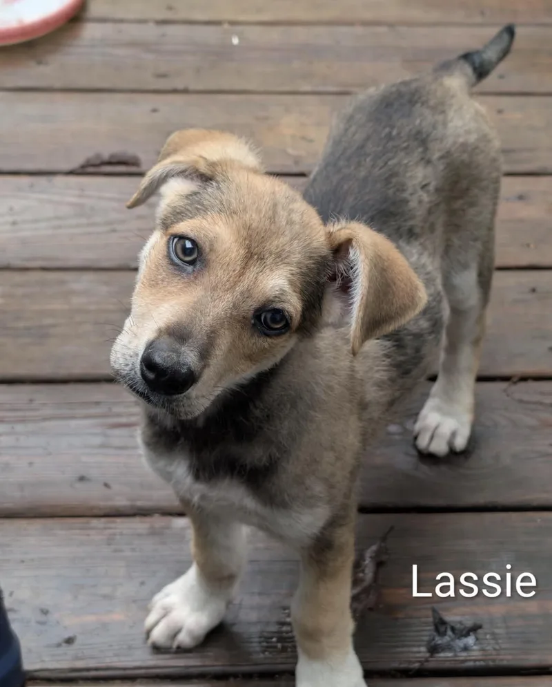 A baby medium-sized female Mixed Breed dog named Lassie for adoption in Pembroke, MA