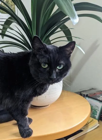 A senior small-sized female Domestic Short Hair cat named Bridget for adoption in Seattle, WA