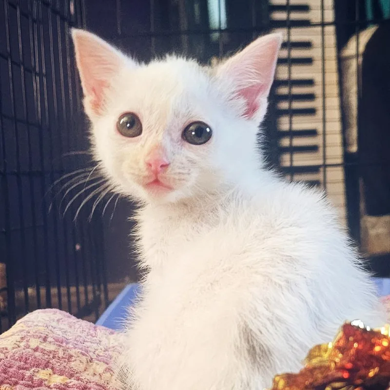 A baby small-sized female White Domestic Short Hair cat named Lil Bit for adoption in Lynchburg, VA