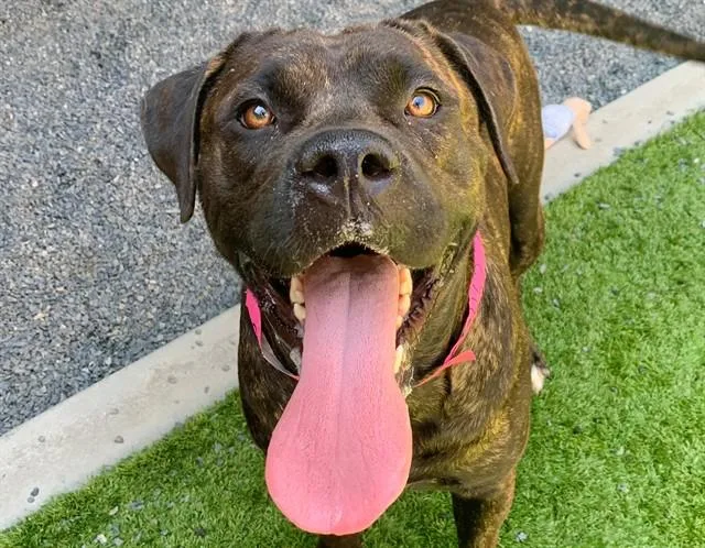 A young large-sized female Gray / Blue / Silver Cane Corso dog named SAVE ME PLEASE Calista for adoption in San Marcos, CA