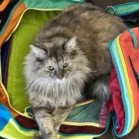 An adult large-sized female Dilute Tortoiseshell cat named Pumpkin for adoption in Henderson, NV