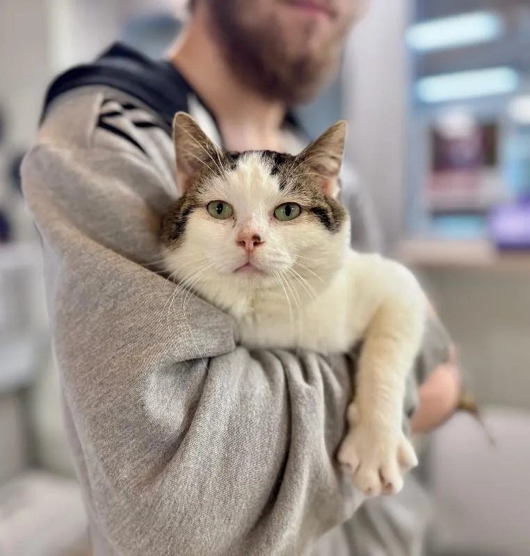 An adult medium-sized male White Domestic Short Hair cat named Biscuit for adoption in Wooster, OH