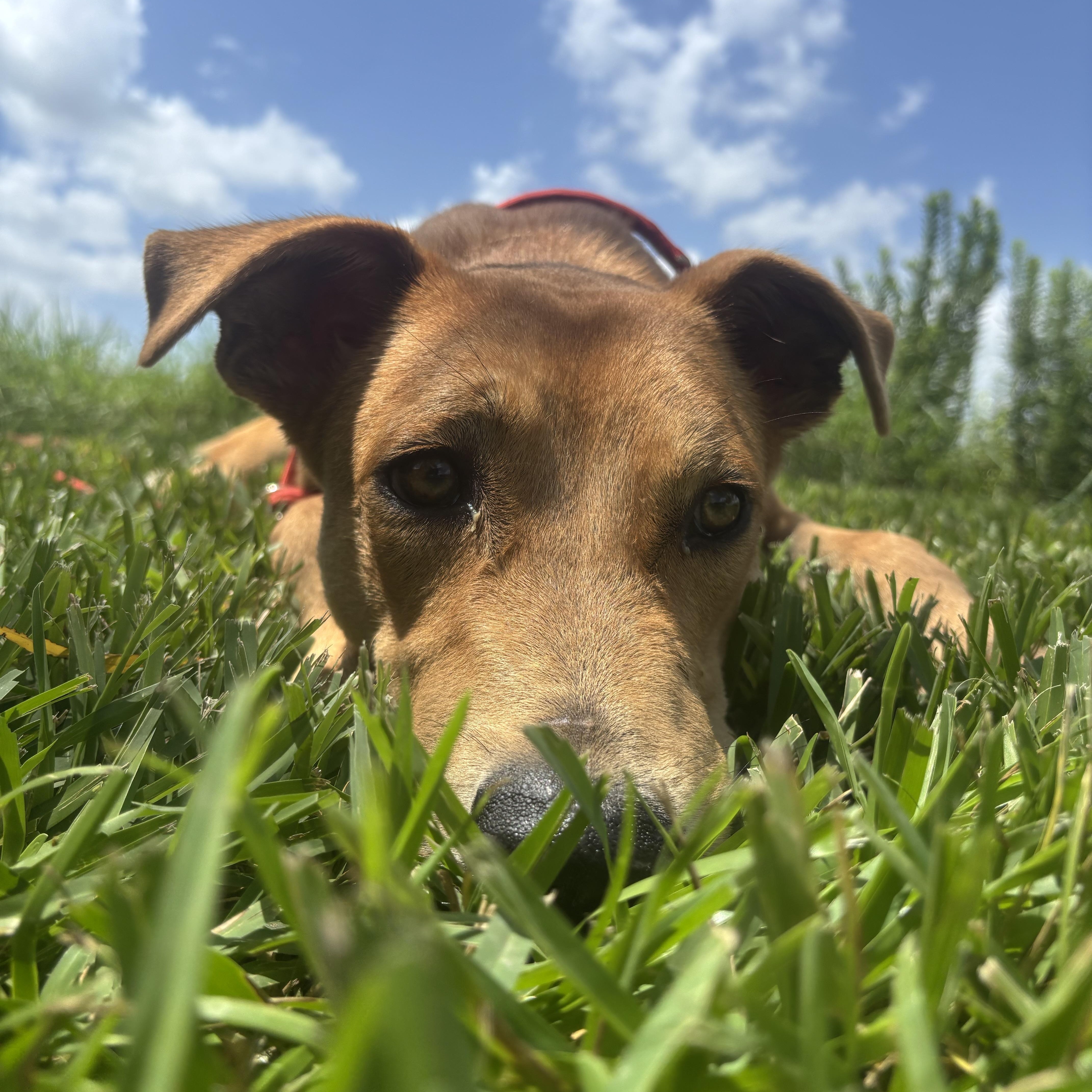A young medium-sized male Golden Mixed Breed dog named Miles for adoption in Pearland, TX