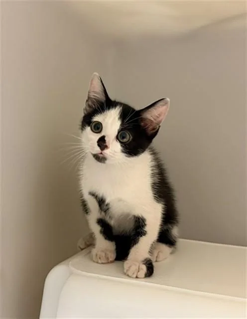 A baby small-sized female Domestic Short Hair cat named Diaspro for adoption in Statesville, NC