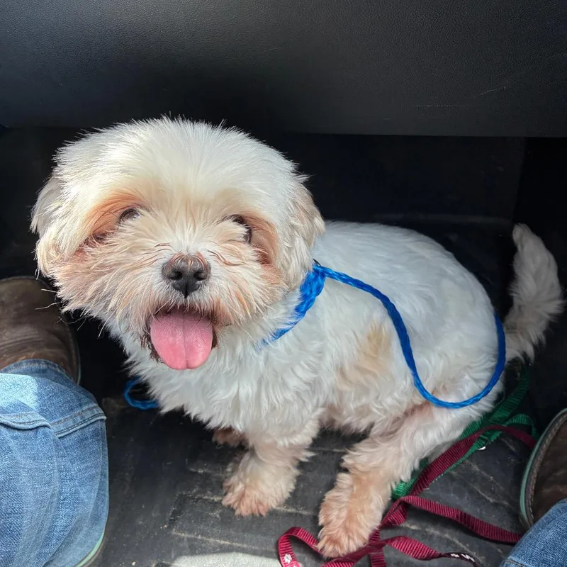 A senior small-sized female Yellow / Tan / Blond / Fawn Shih Tzu dog named Maribelle for adoption in Bryan, TX
