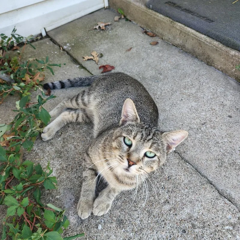 A young small-sized male Gray / Blue / Silver Domestic Short Hair cat named Tiger for adoption in CHANUTE, KS