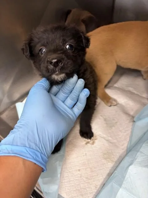 A baby small-sized male Pit Bull Terrier dog named Alexander for adoption in San Bernardino, CA