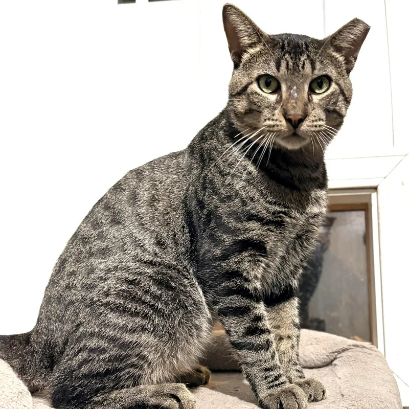 A young large-sized male Domestic Short Hair cat named Hazelnut for adoption in Rochester, NY