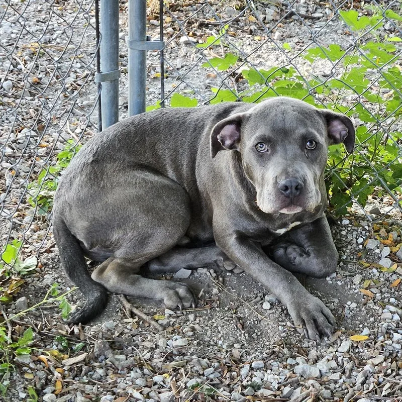 A young medium-sized male Gray / Blue / Silver Pit Bull Terrier dog named Eeyore for adoption in Columbia, MO