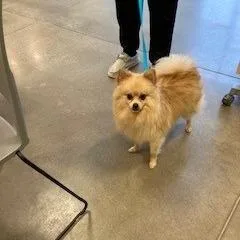 An adult small-sized male Pomeranian dog named YORKStray for adoption in York, PA