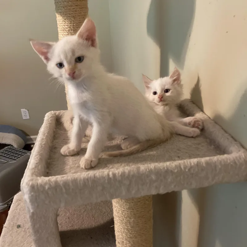 Mirabel and Rumor