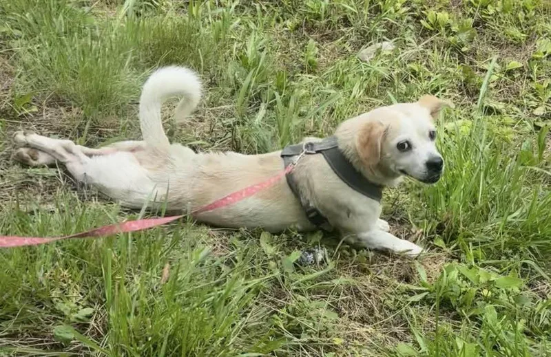 An adult small-sized male Chihuahua dog named Rowdy for adoption in Chattanooga, TN