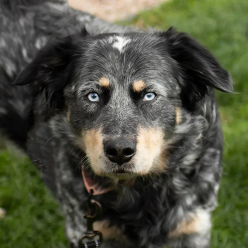 An adult large-sized male Gray / Blue / Silver Australian Cattle Dog / Blue Heeler dog named Blue for adoption in Middletown, RI