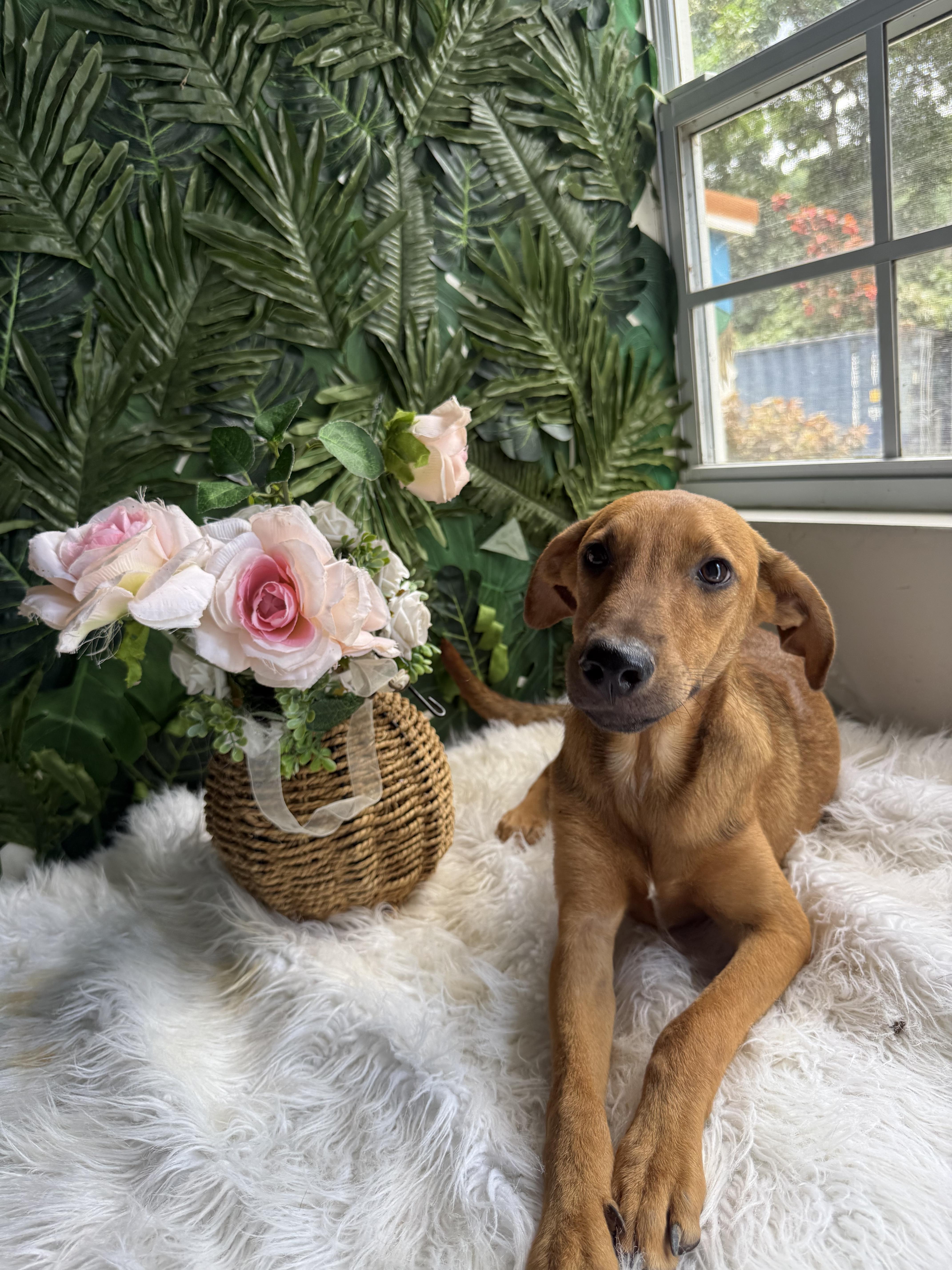 A young medium-sized male Mixed Breed dog named Hooche for adoption in Richmond, VA