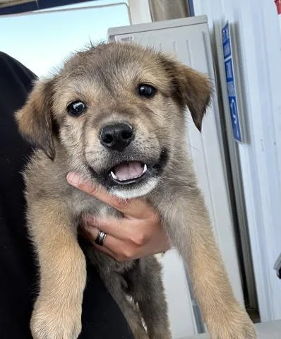 A baby small-sized female Yellow / Tan / Blond / Fawn Shepherd dog named Sleepy Urgent for adoption in Thousand Oaks, CA