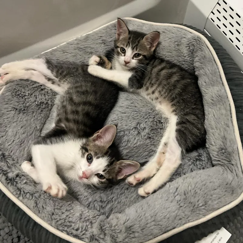 A baby small-sized female White Domestic Short Hair cat named Coral for adoption in Oceanside, NY