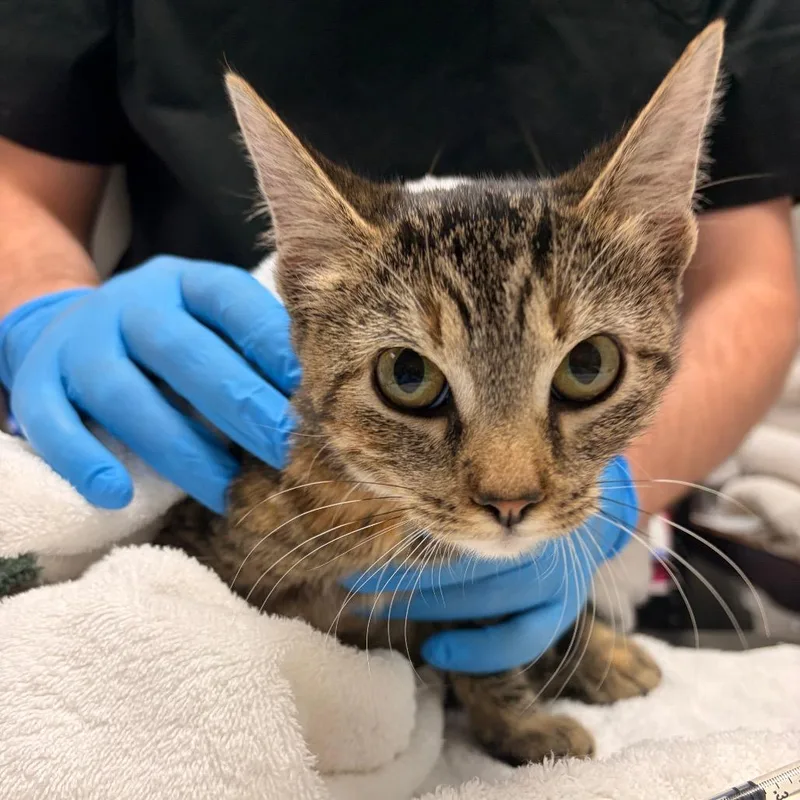 A young medium-sized female Brown / Chocolate Domestic Short Hair cat named Saga Anderson for adoption in Grand Rapids, MI