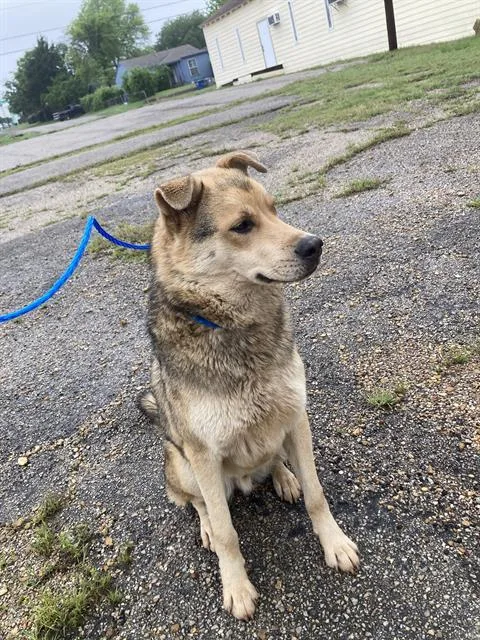A young large-sized male Mixed Breed dog named Toby for adoption in Dallas, TX
