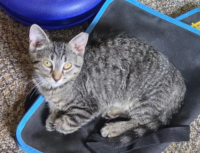 A baby medium-sized female Tabby (Gray / Blue / Silver) Tabby cat named Jolie for adoption in New Albany, OH