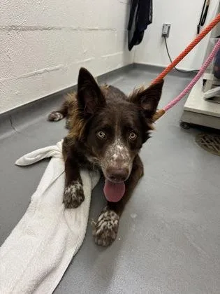 A young large-sized male Australian Shepherd dog named Doby for adoption in Seattle, WA