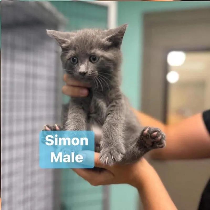 A baby small-sized male Gray / Blue / Silver Domestic Short Hair cat named Simon In Chestertown  for adoption in Alexandria, VA