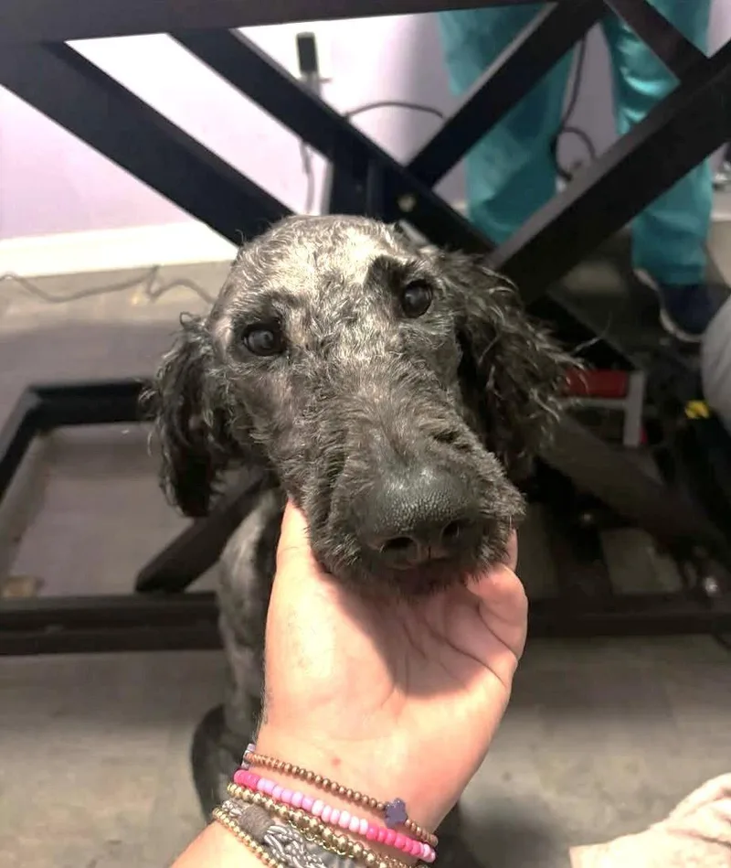 A young medium-sized male Golden Retriever dog named Reggie Mgo In Ms for adoption in Warwick, RI