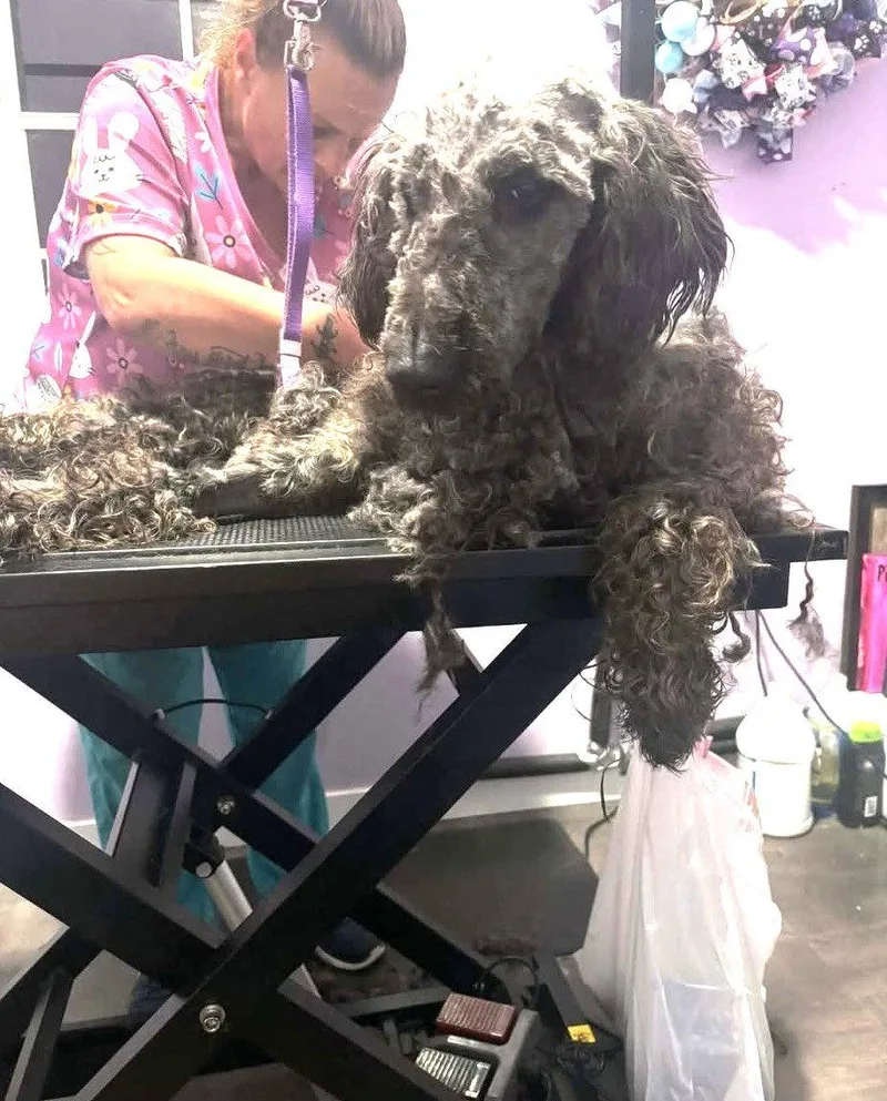 Reggie Mgo In Ms thumbnail 2