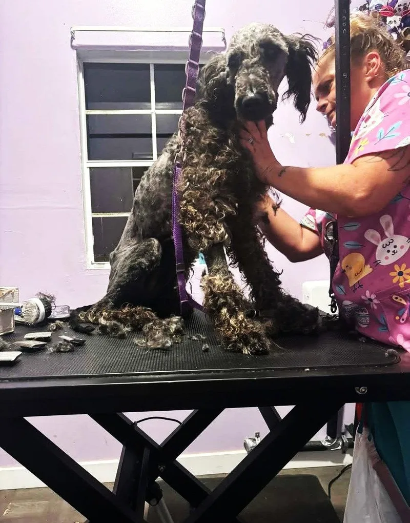 Reggie Mgo In Ms thumbnail 3